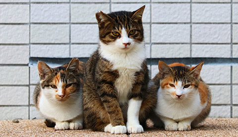 3匹の地域猫