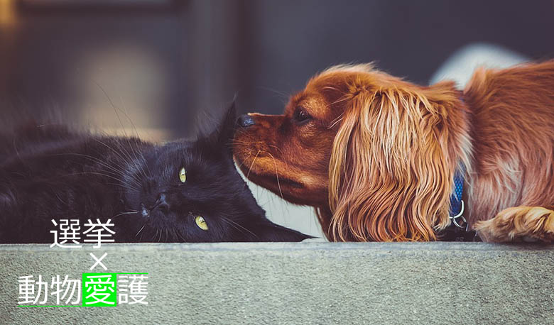 動物愛護x選挙 犬と黒猫 