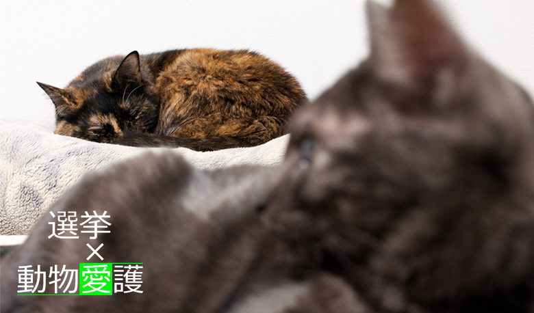 動物愛護x選挙 ベッドでくつろぐ２匹の黒い猫
