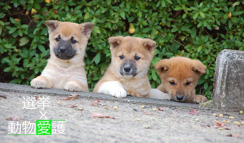 選挙x動物愛護 3匹の子犬