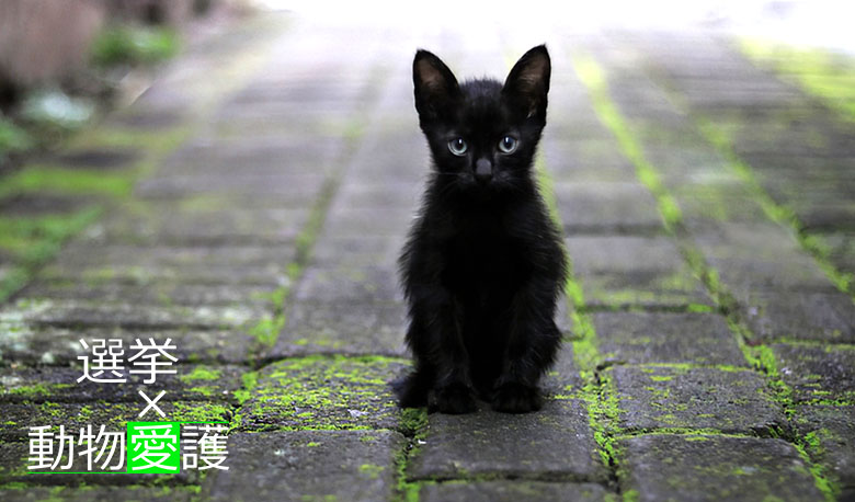 動物愛護x選挙 たたずむ黒い子猫